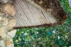 AustinGarden_20120606_39Asm