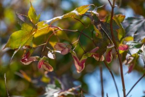 FtWorth_20120608_206Asm