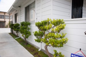 Berkeley-Hongwanji-esplanade-sm-21 espalier