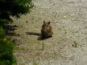 This bold fellow owned the path at the Anderson Japanese Garden in Rockford IL.