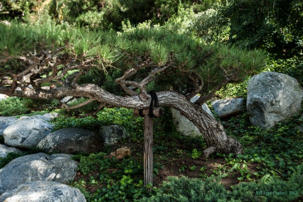 San Francisco Japanese Gardens