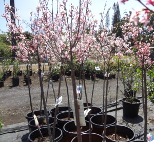 Okame ornamental cherry trees burst into bloom in Panaewa just outside Hilo at Mountain Meadows Nursery.  photo by K.T. Cannon-Eger