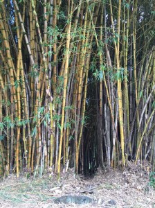 This area of the large thicket exemplifies what remains to be thinned on Friday and Saturday, August 21 and 22